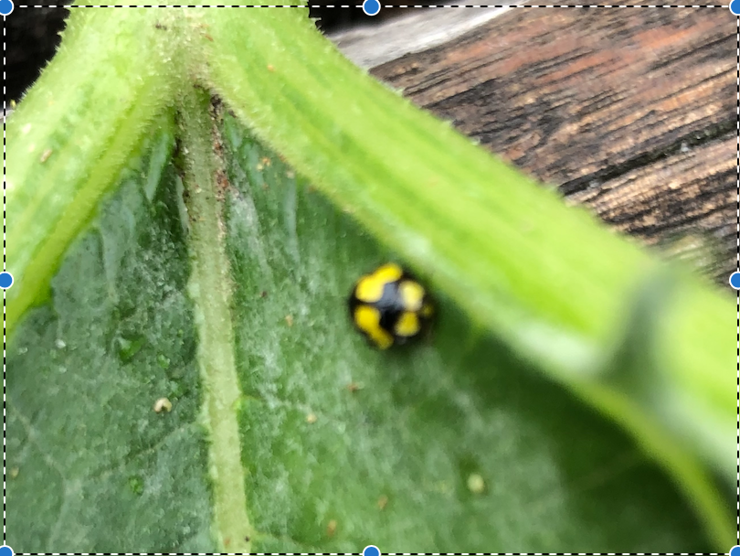Lady Bird Talk