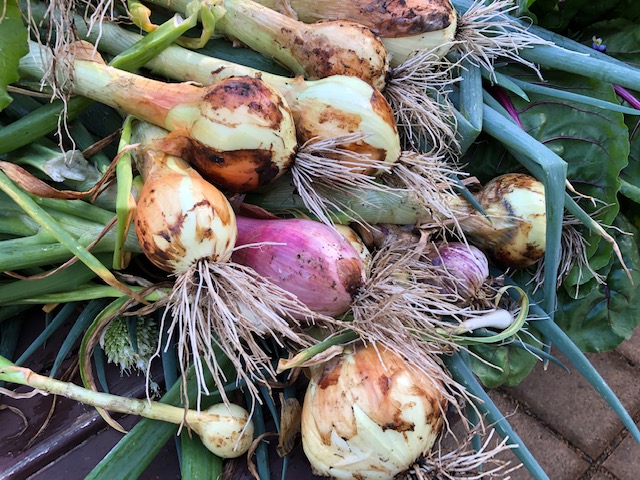 2021 Nov 06 Harvests